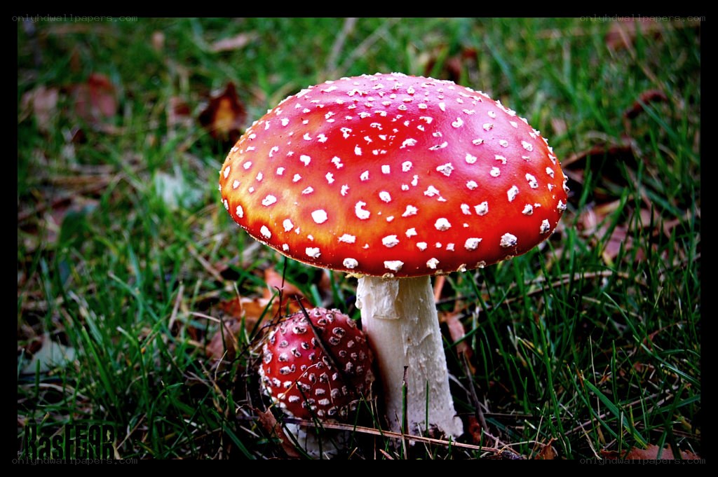 Red mushroom in grass