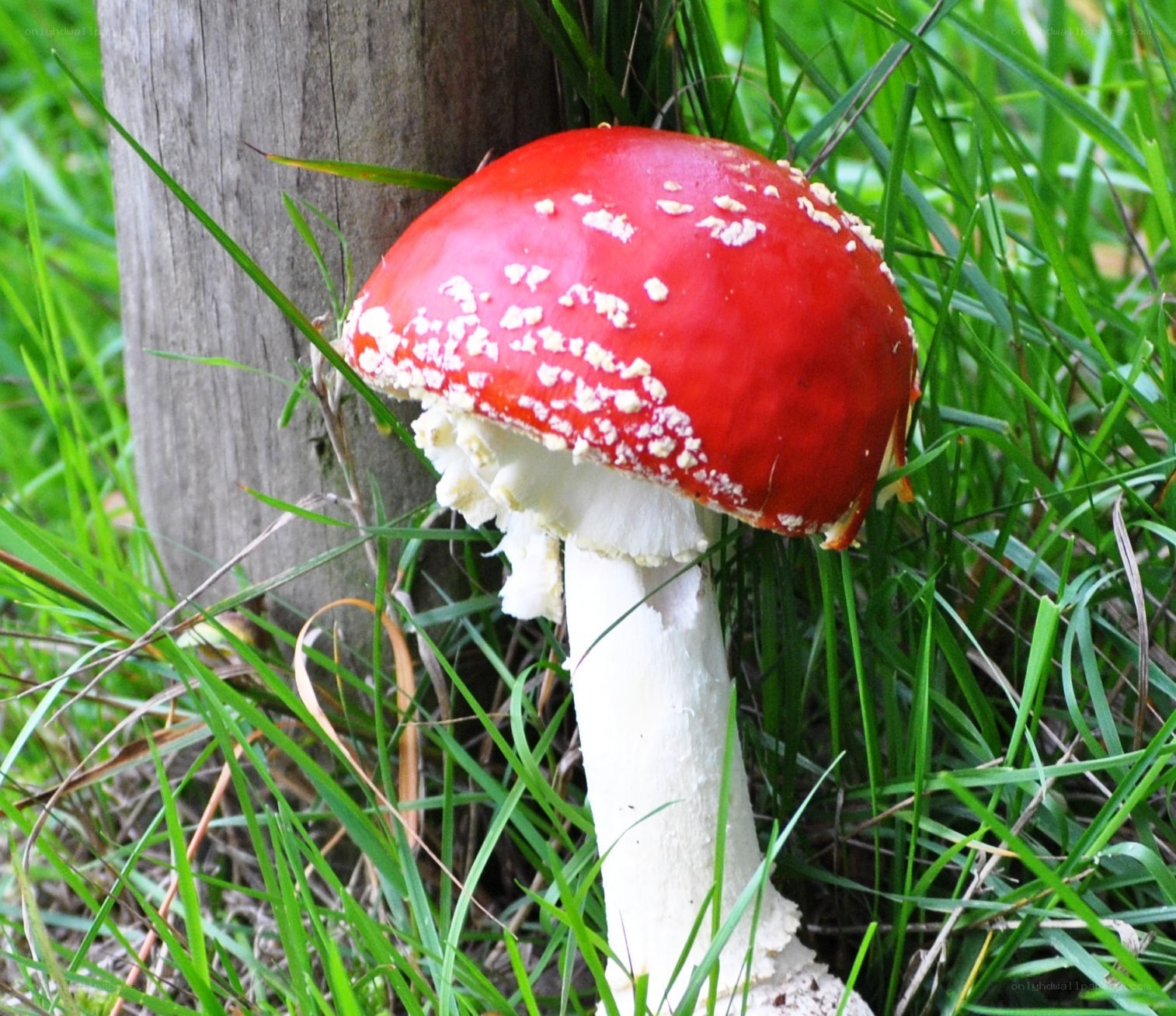Red mushroom in grass