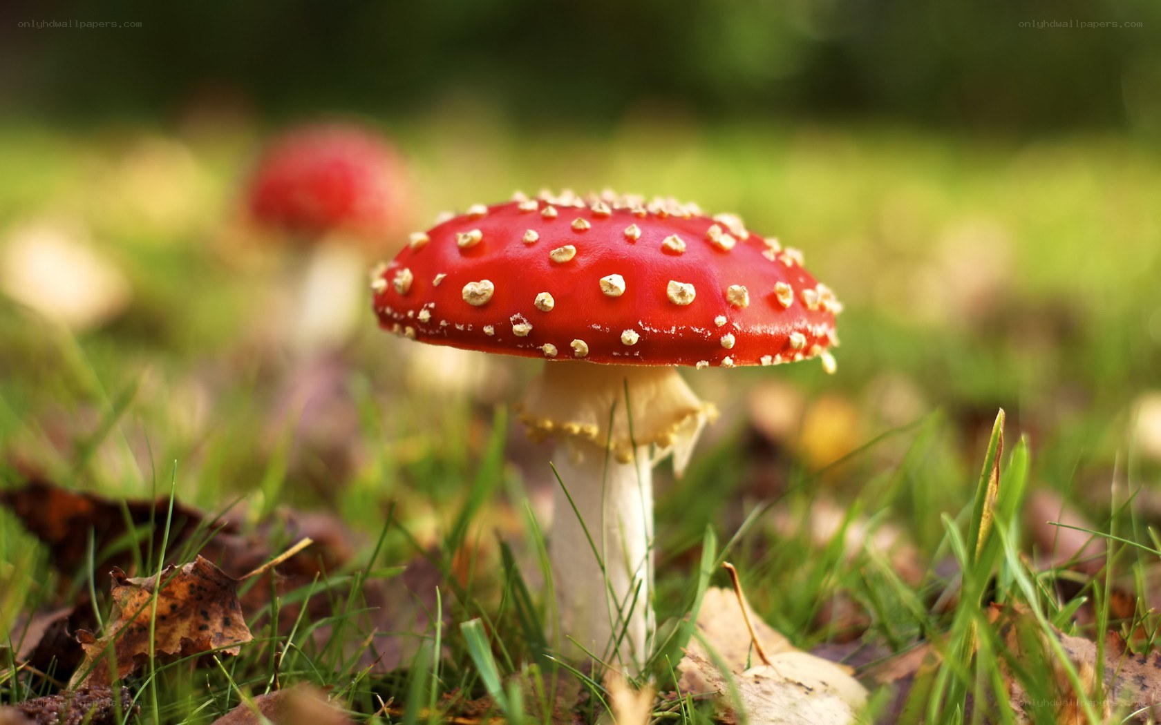 Red mushroom in grass
