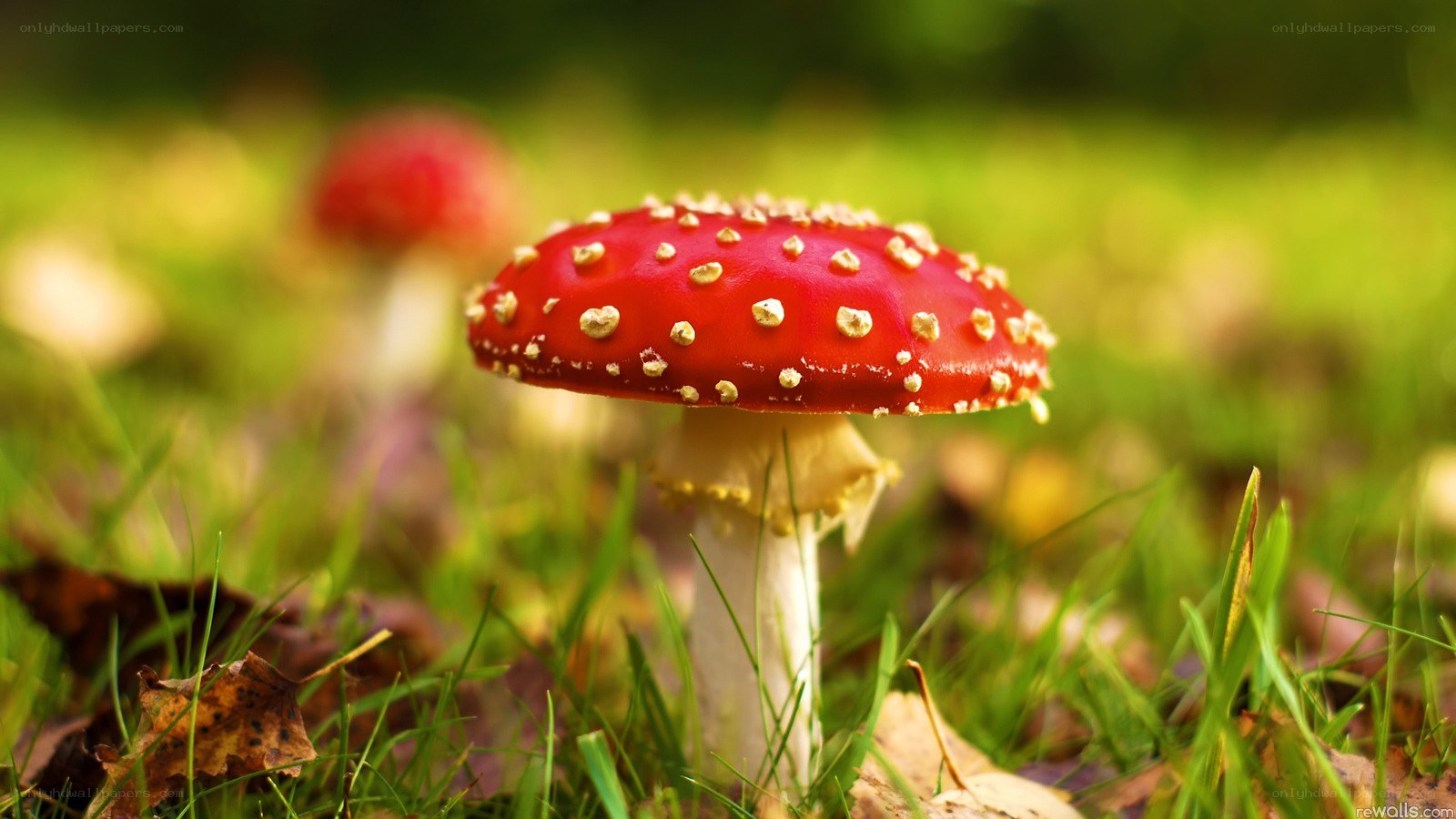 Red mushroom in grass