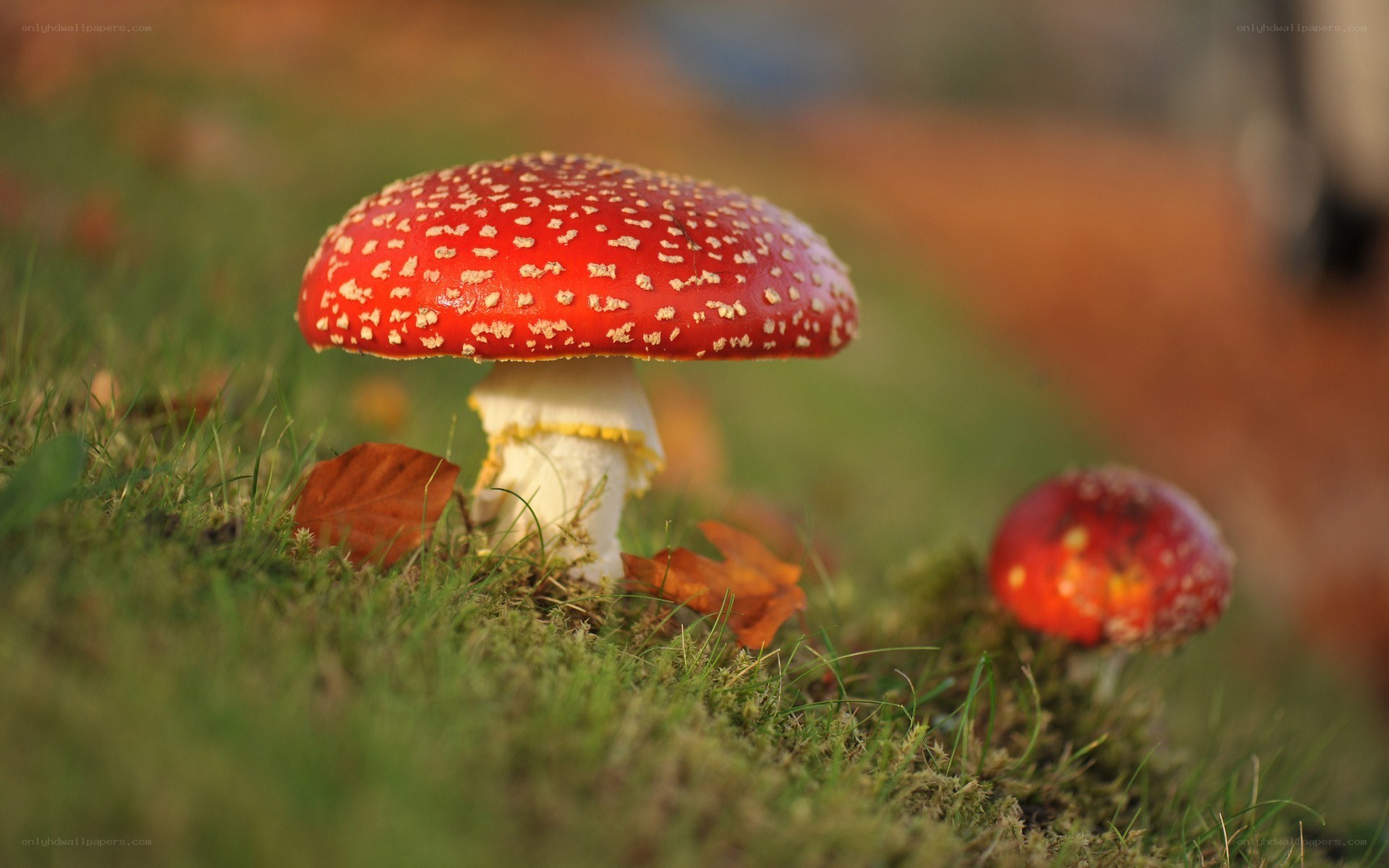 Red mushroom in grass