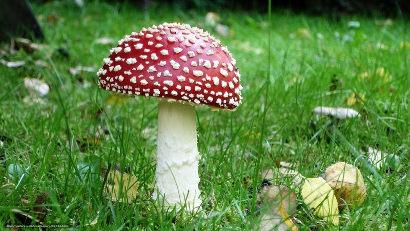 Red Mushroom in Grass — Green, Natural