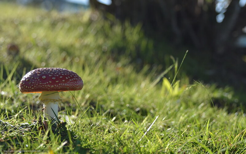 Red Mushroom in Grass — Green, Serene, Afternoon