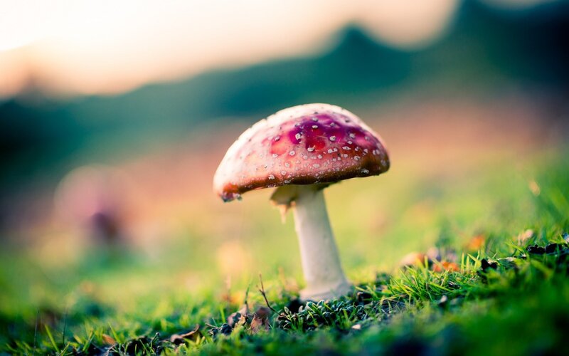 Red Mushroom in Grass — Green, Serene, Sunset