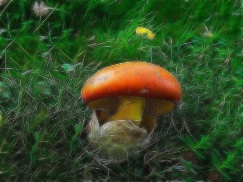 Red Mushroom in Grass — Green, Serene