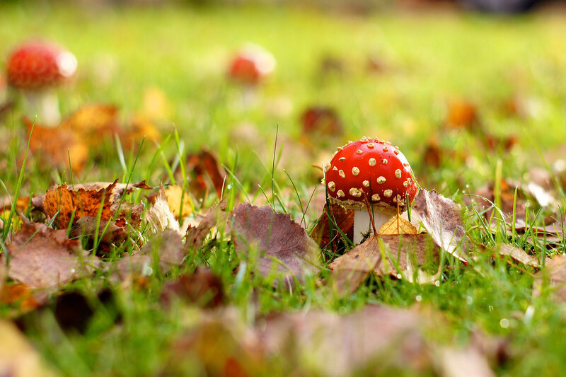 Red Mushroom in Grass — Green