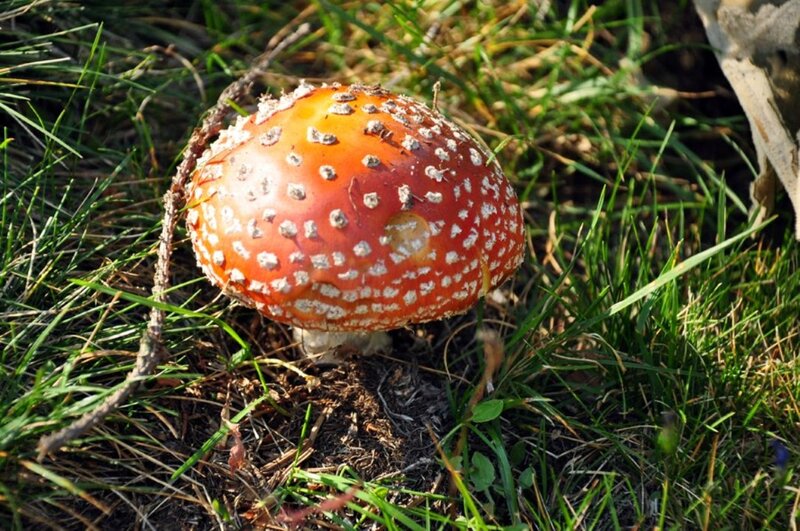 Red Mushroom in Grass — Natural, Afternoon