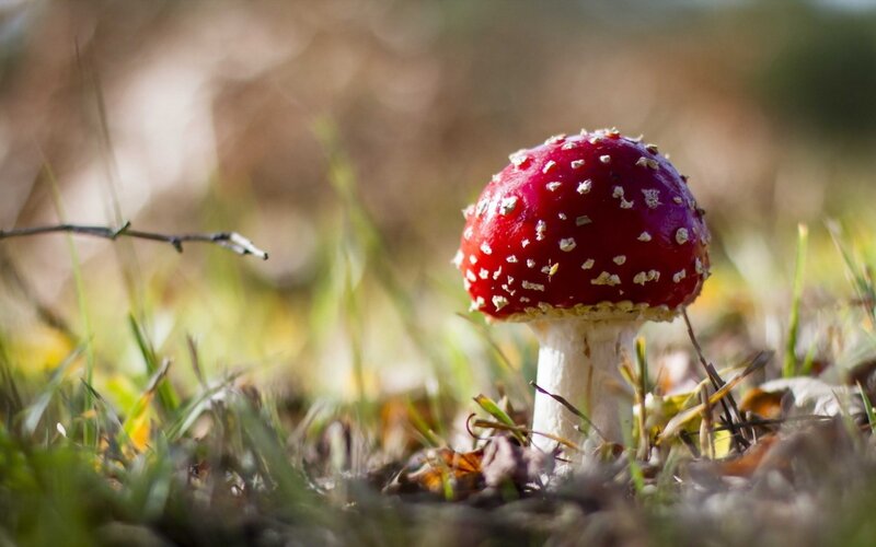 Red Mushroom in Grass — Natural, Autumn, Photograph, Leaves