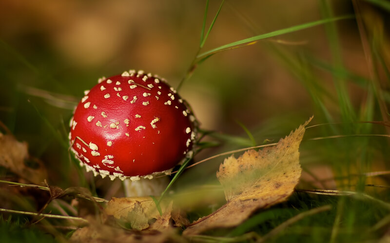 Red Mushroom in Grass — Natural, Autumn