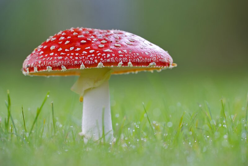 Red Mushroom in Grass — Natural, Morning