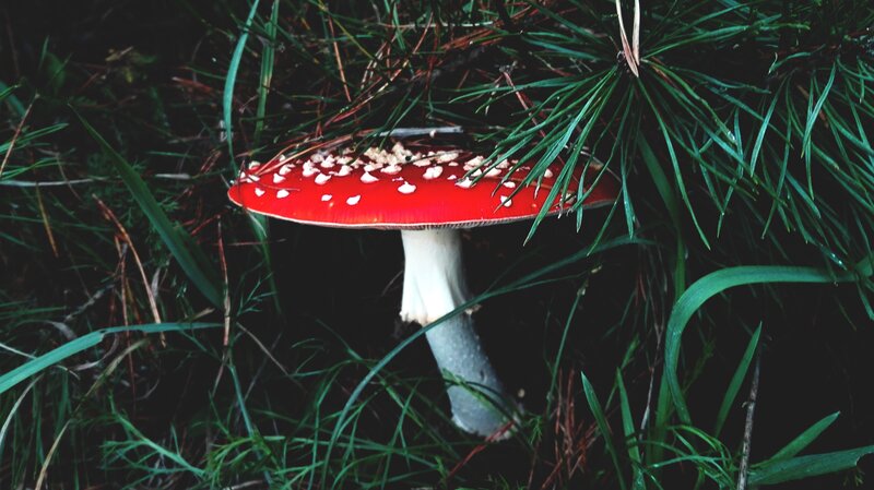 Red Mushroom in Grass — Natural, Photograph, Pine Needles