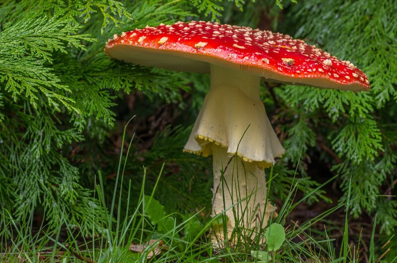 Red Mushroom in Grass — Natural, Photograph