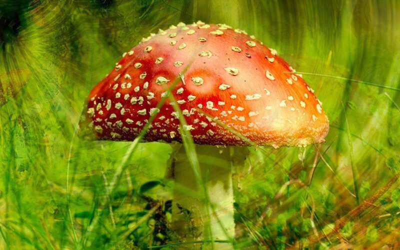 Red Mushroom in Grass — Natural, Summer