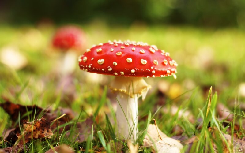 Red Mushroom in Grass — Natural
