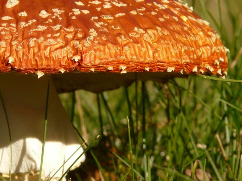 Red Mushroom in Grass — Orange