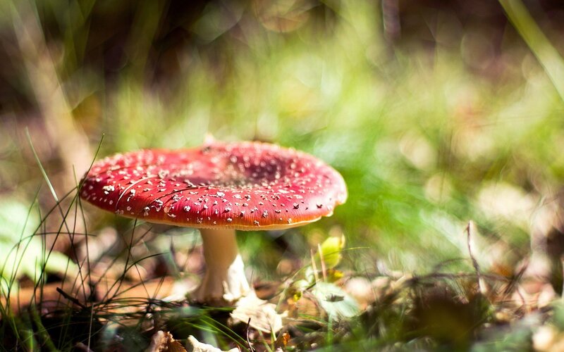 Red Mushroom in Grass — Serene, Afternoon, Photograph, Leaves