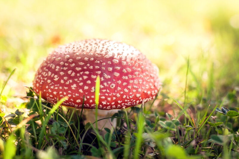 Red Mushroom in Grass — Serene, Afternoon