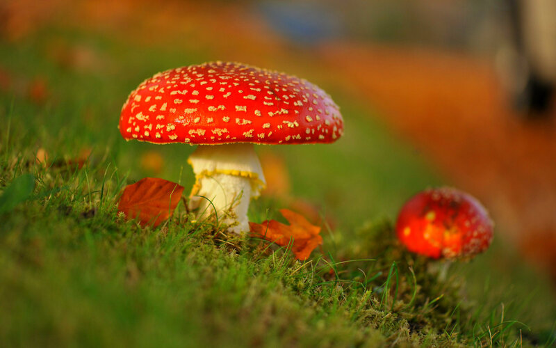 Red Mushroom in Grass — Serene, Autumn