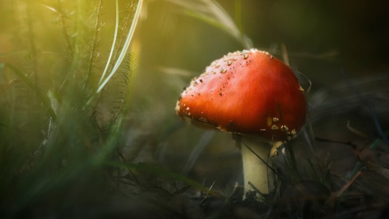 Red Mushroom in Grass — Serene, Morning