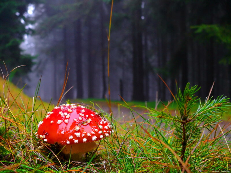 Red Mushroom in Grass — Serene
