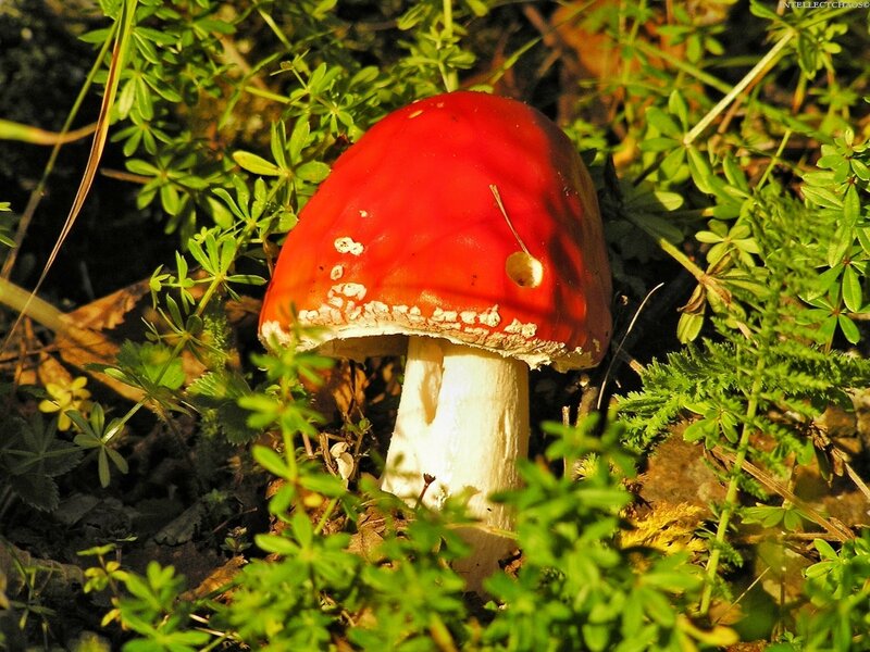Red mushroom in green foliage