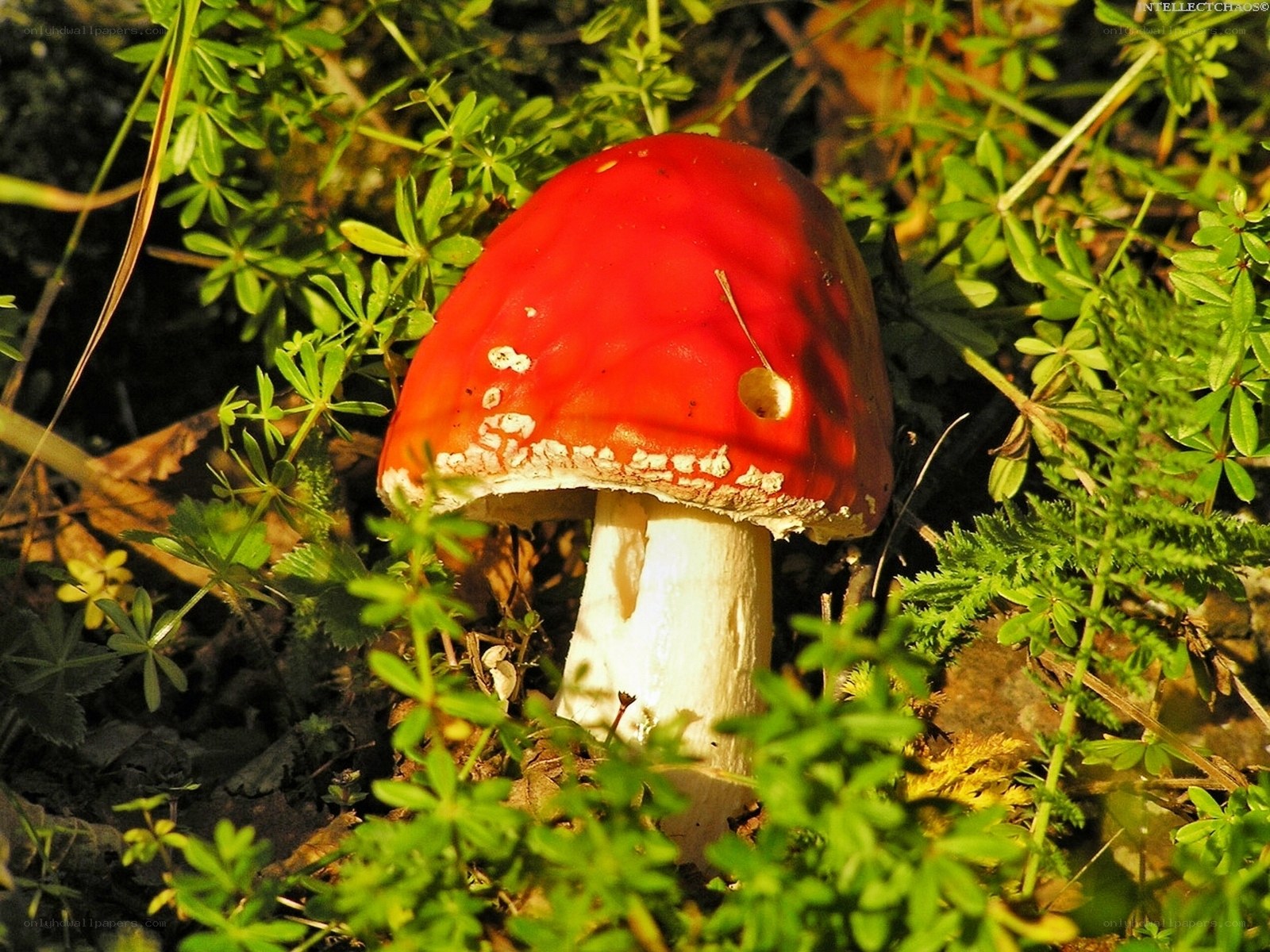Red mushroom in green foliage