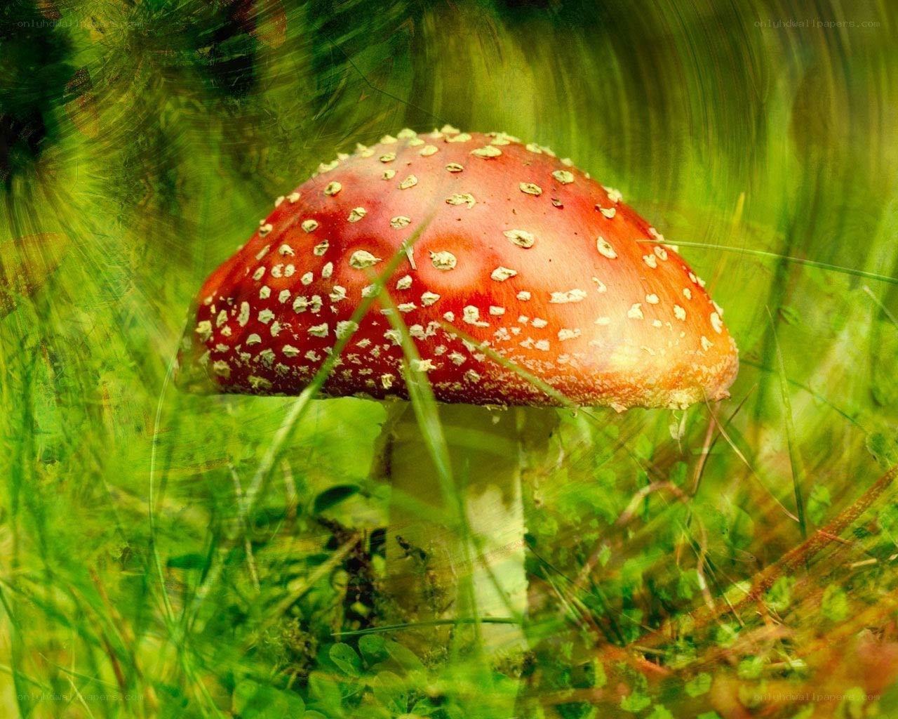 Red mushroom in green grass