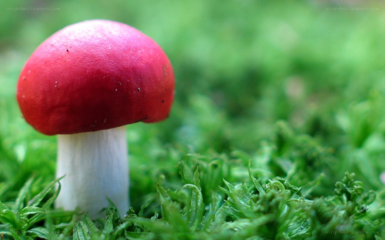 Red mushroom in green moss