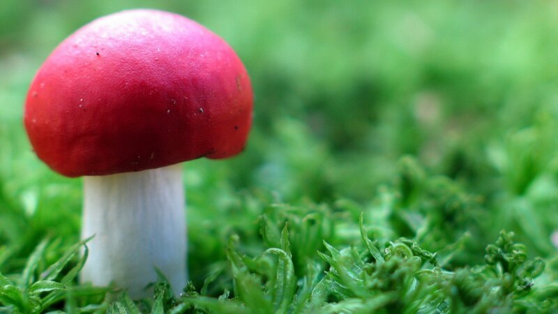 Red mushroom in green moss