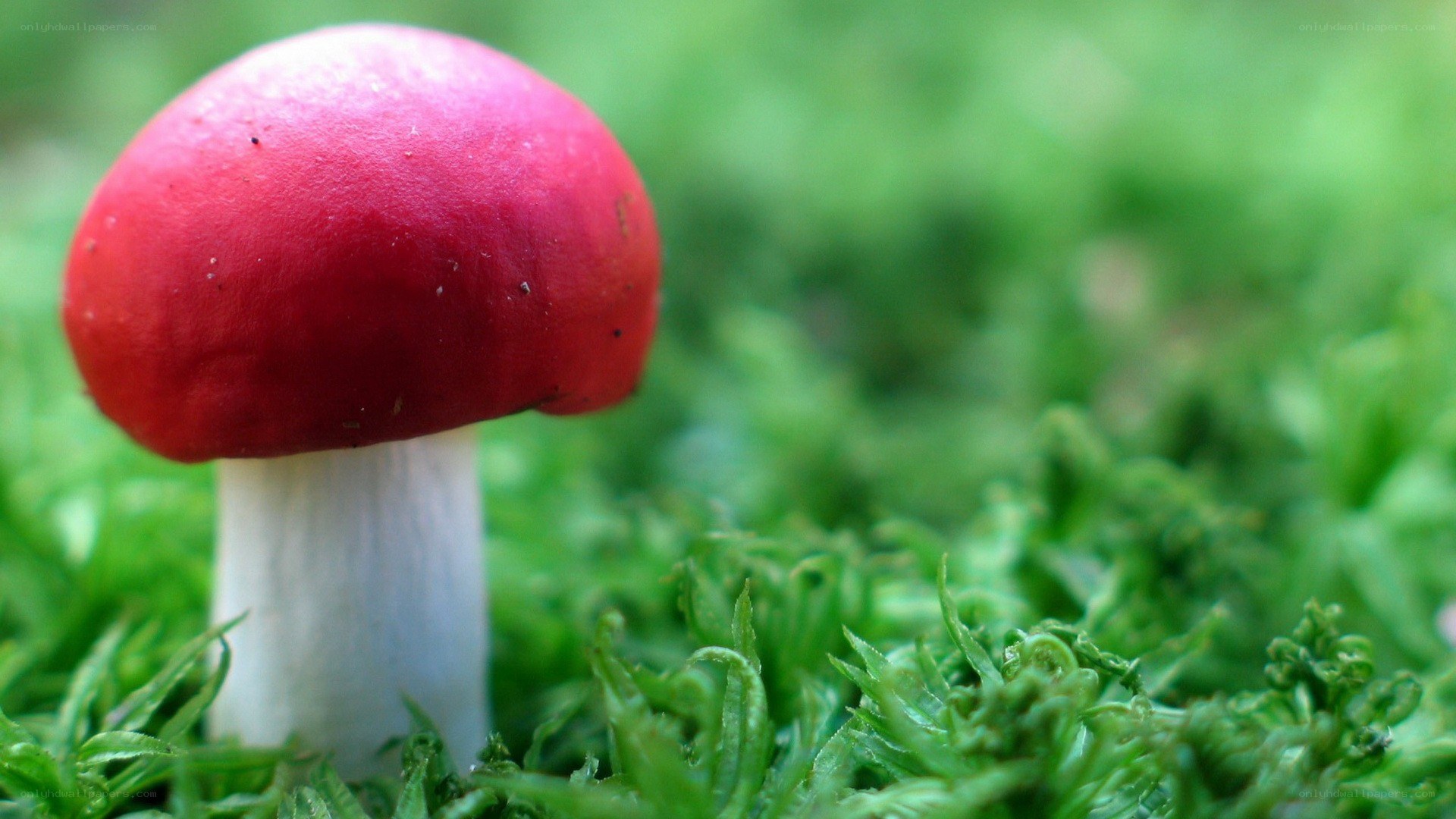 Red mushroom in green moss