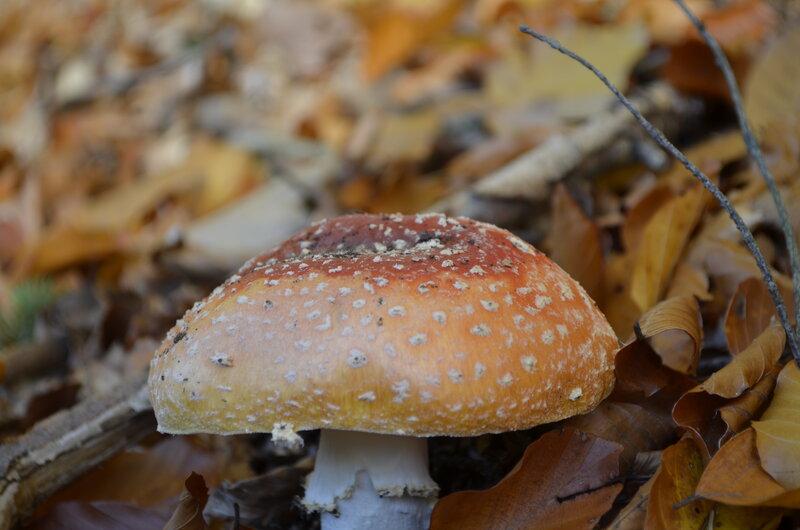 Red Mushroom in Leaves — Orange