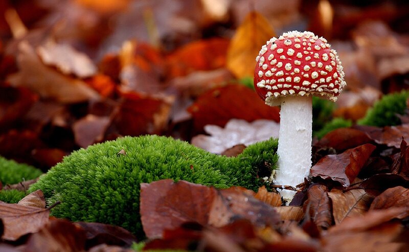 Red Mushroom in Leaves