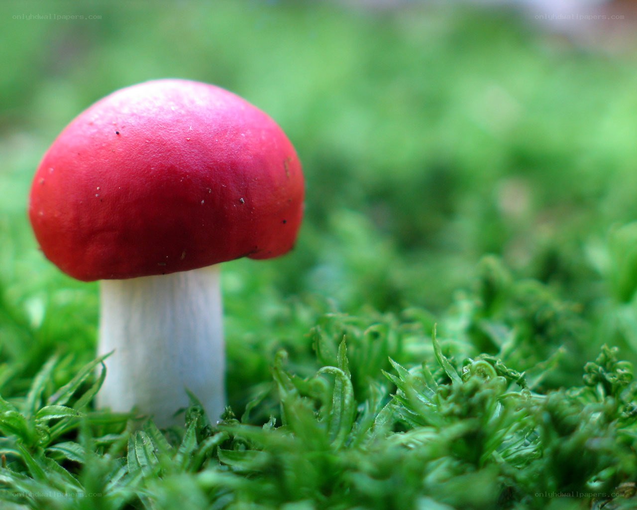 Red mushroom in moss