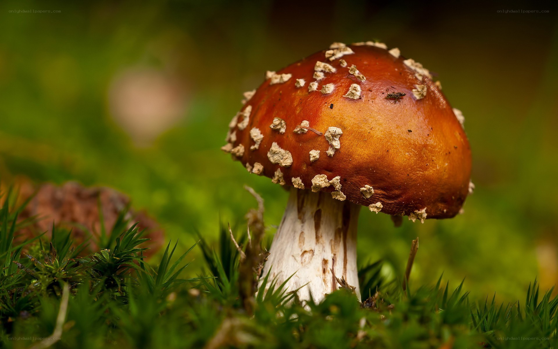 Red mushroom in moss