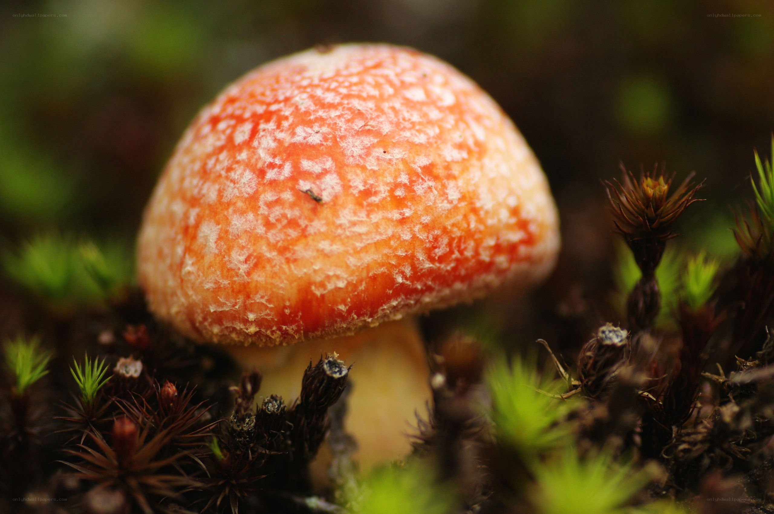 Red mushroom in moss