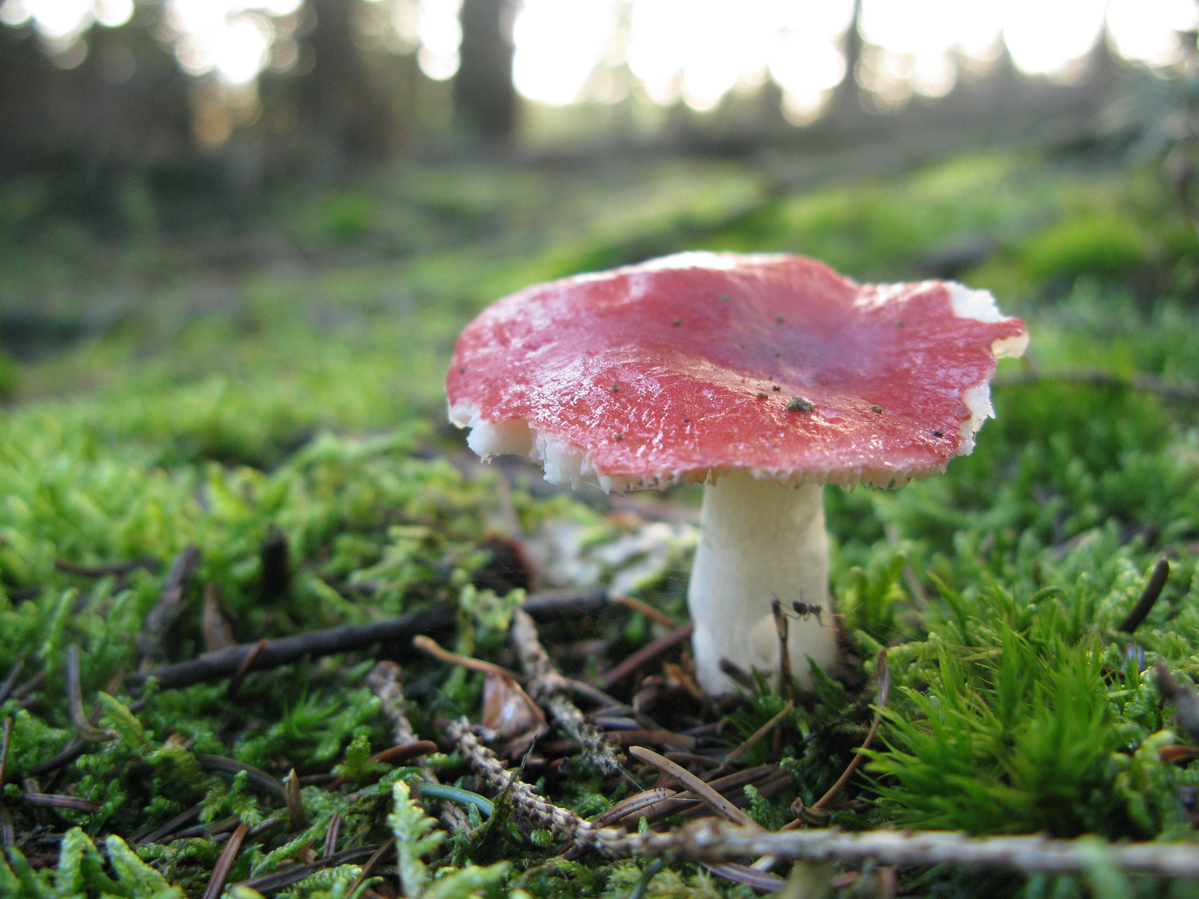 Red mushroom in moss