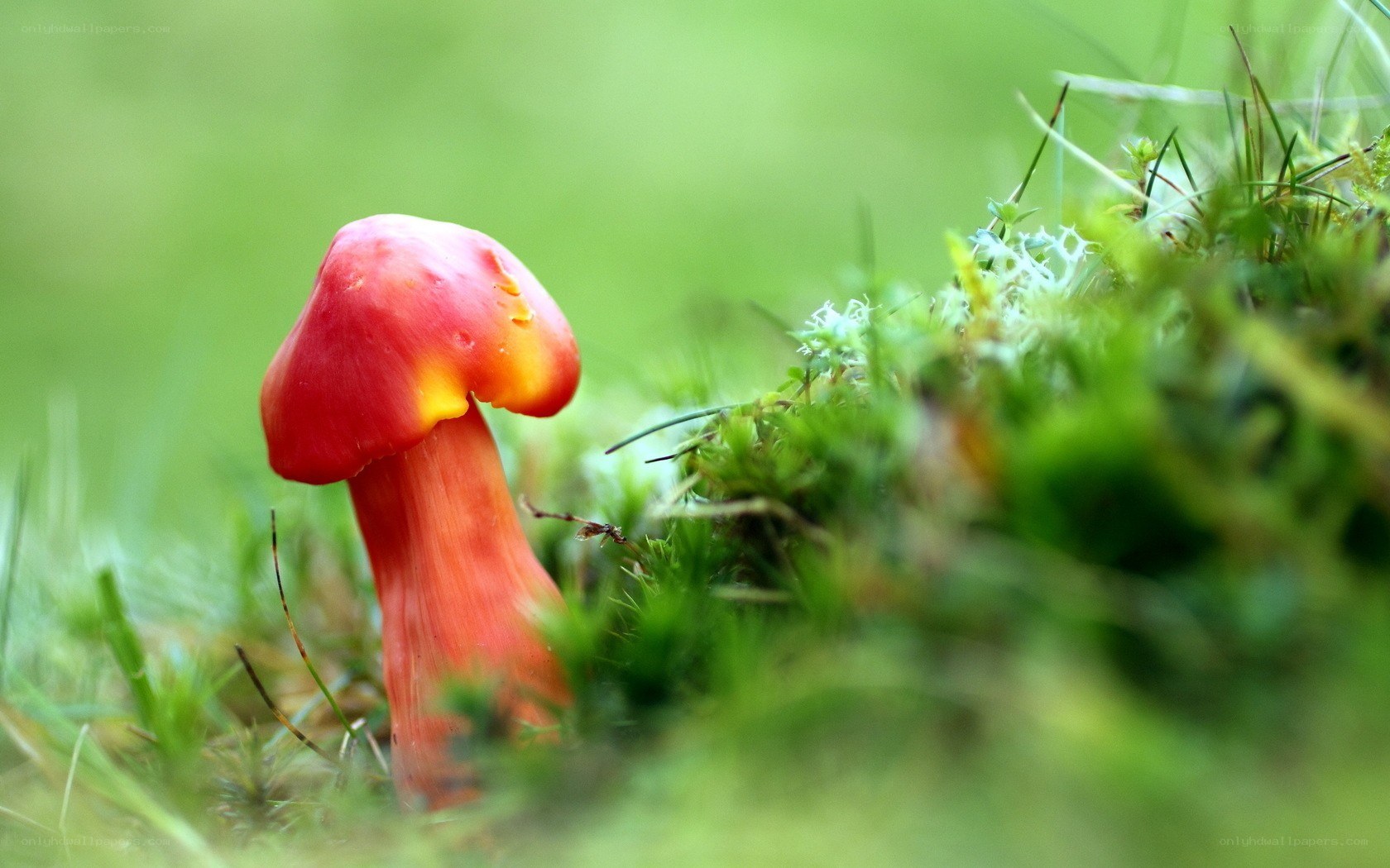Red mushroom in moss