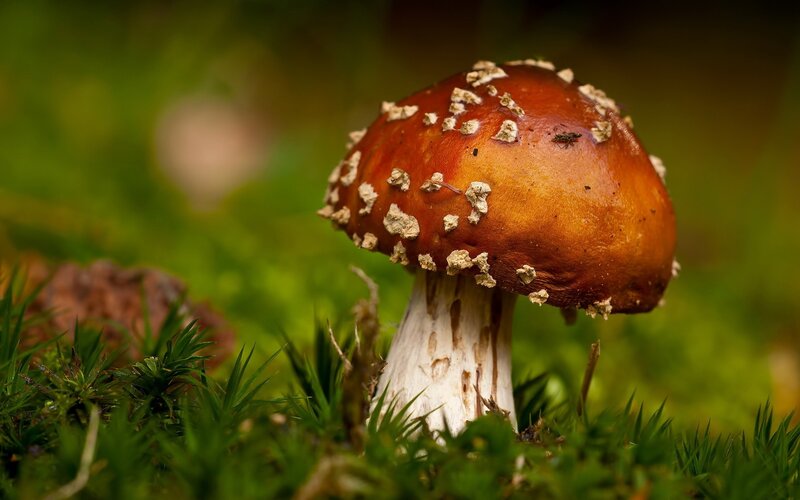 Red Mushroom in Moss — Brown, Natural