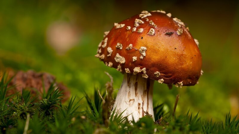 Red Mushroom in Moss — Brown