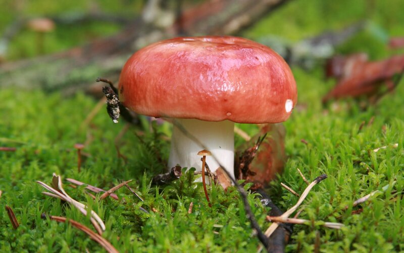 Red Mushroom in Moss — Green, Natural