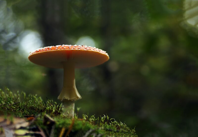 Red Mushroom in Moss — Green, Serene