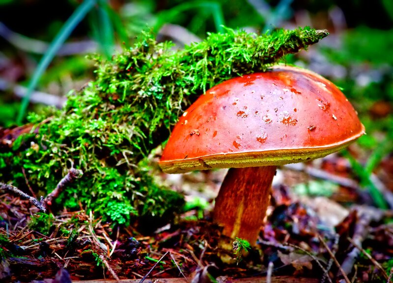 Red Mushroom in Moss — Green
