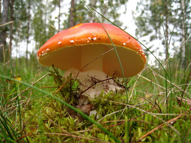 Red Mushroom in Moss — Natural