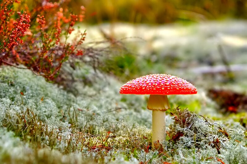 Red Mushroom in Moss — Serene, Autumn