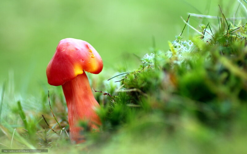 Red Mushroom in Moss — Serene, Photograph