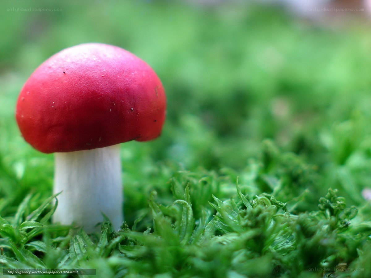 Red mushroom in moss