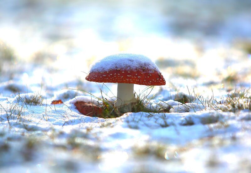 Red Mushroom in Snow