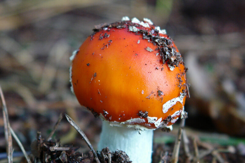 Red Mushroom in Soil — Natural
