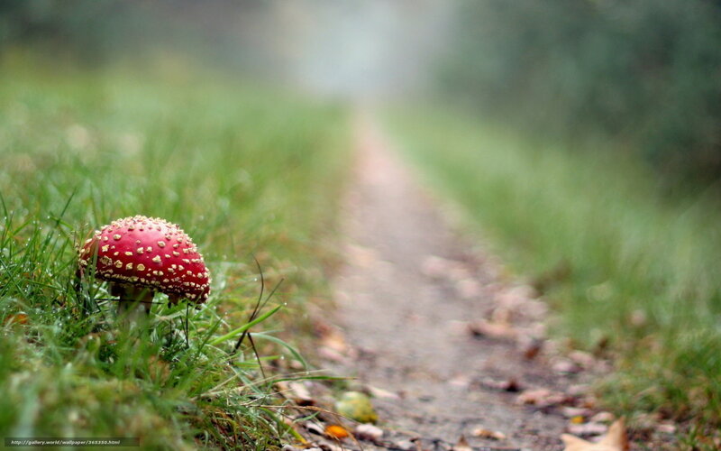 Red mushroom on forest path