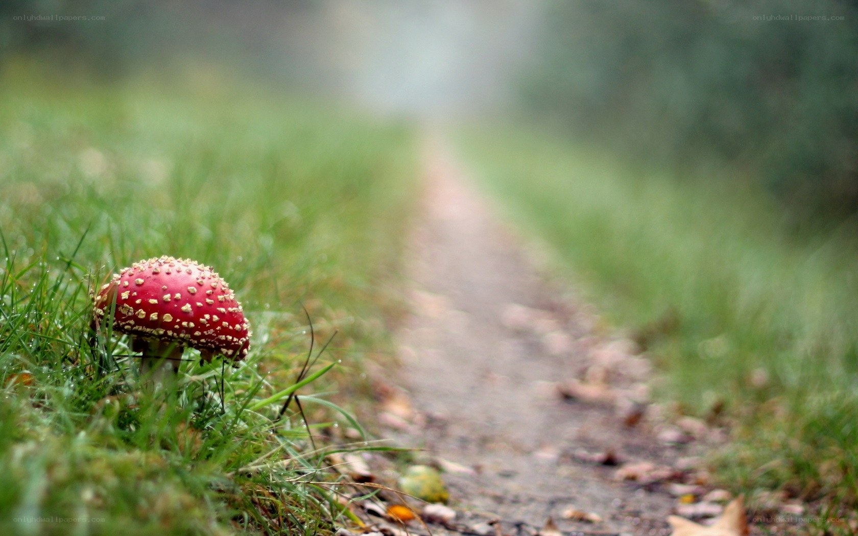 Red mushroom on forest path